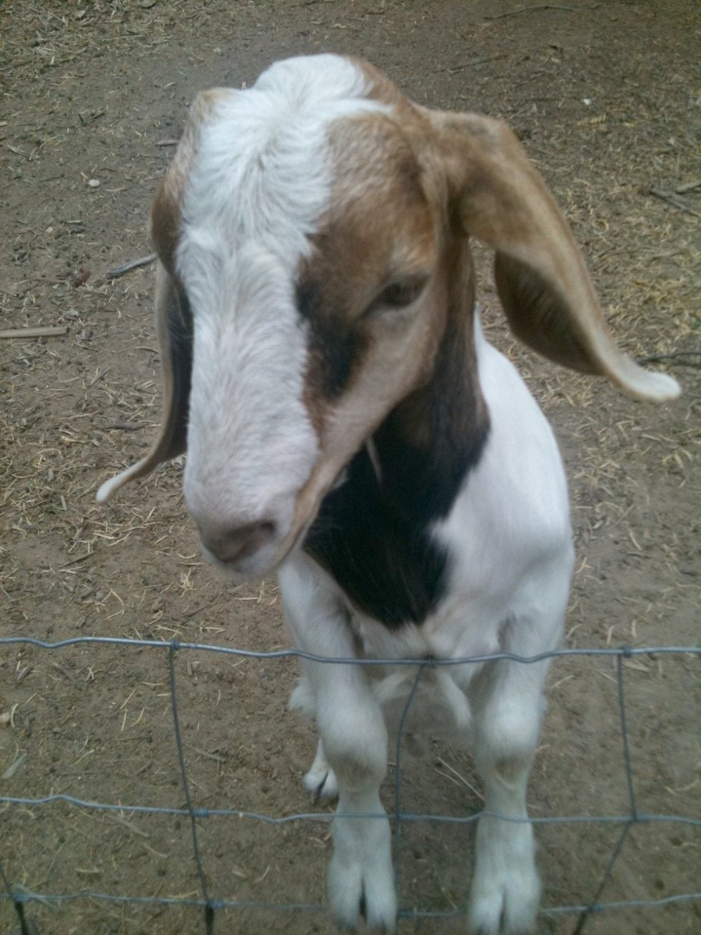 Rudy, a young goat at Sunny Day Farms