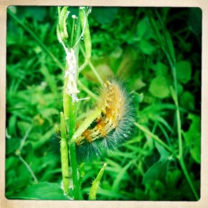 garden caterpiller