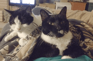 two black and white cats on my lap trying to stay warm