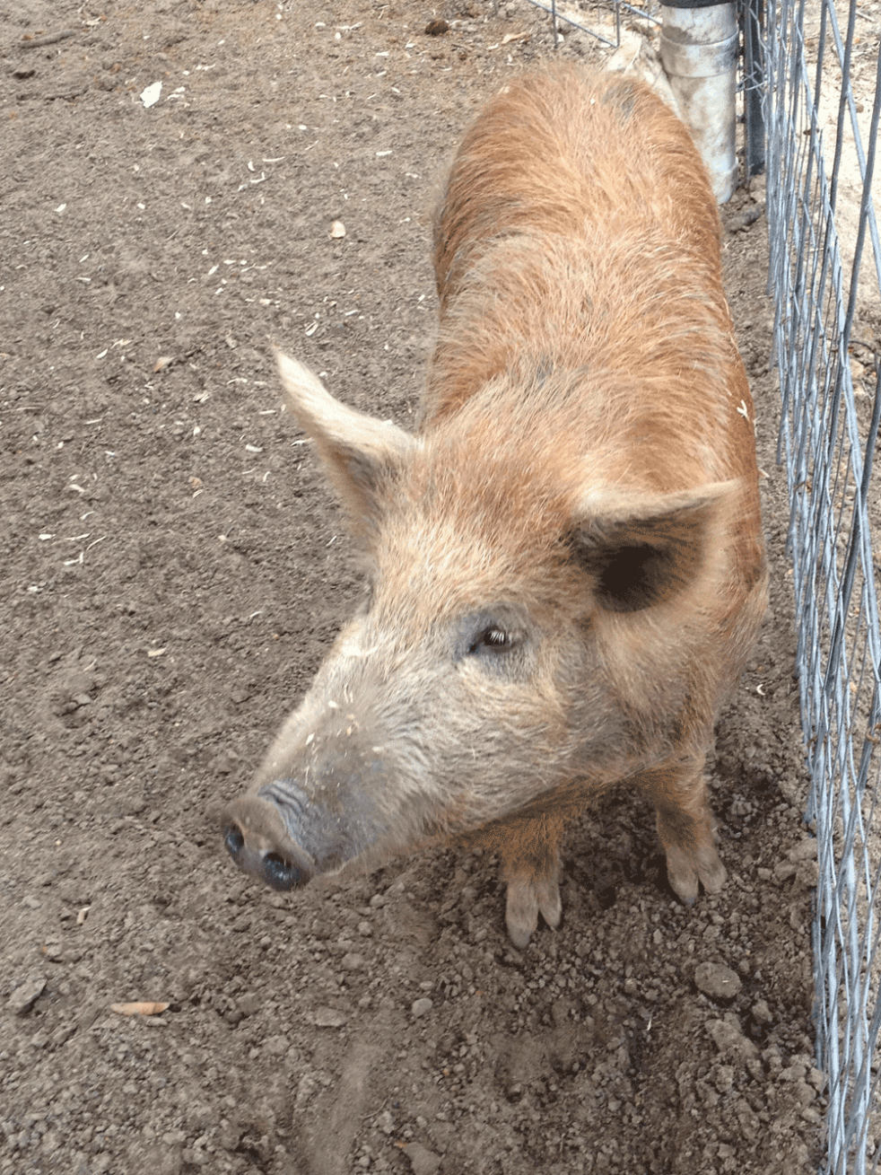 wild hog that we processed