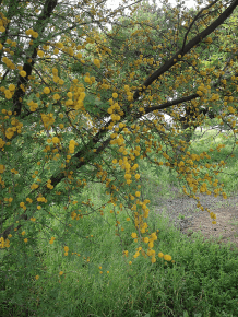 acacia in flower