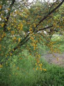acacia in flower
