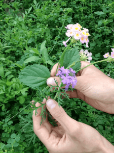 verbena and lantana