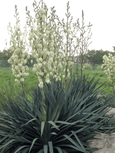 yucca