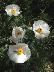 prickly poppies with insects