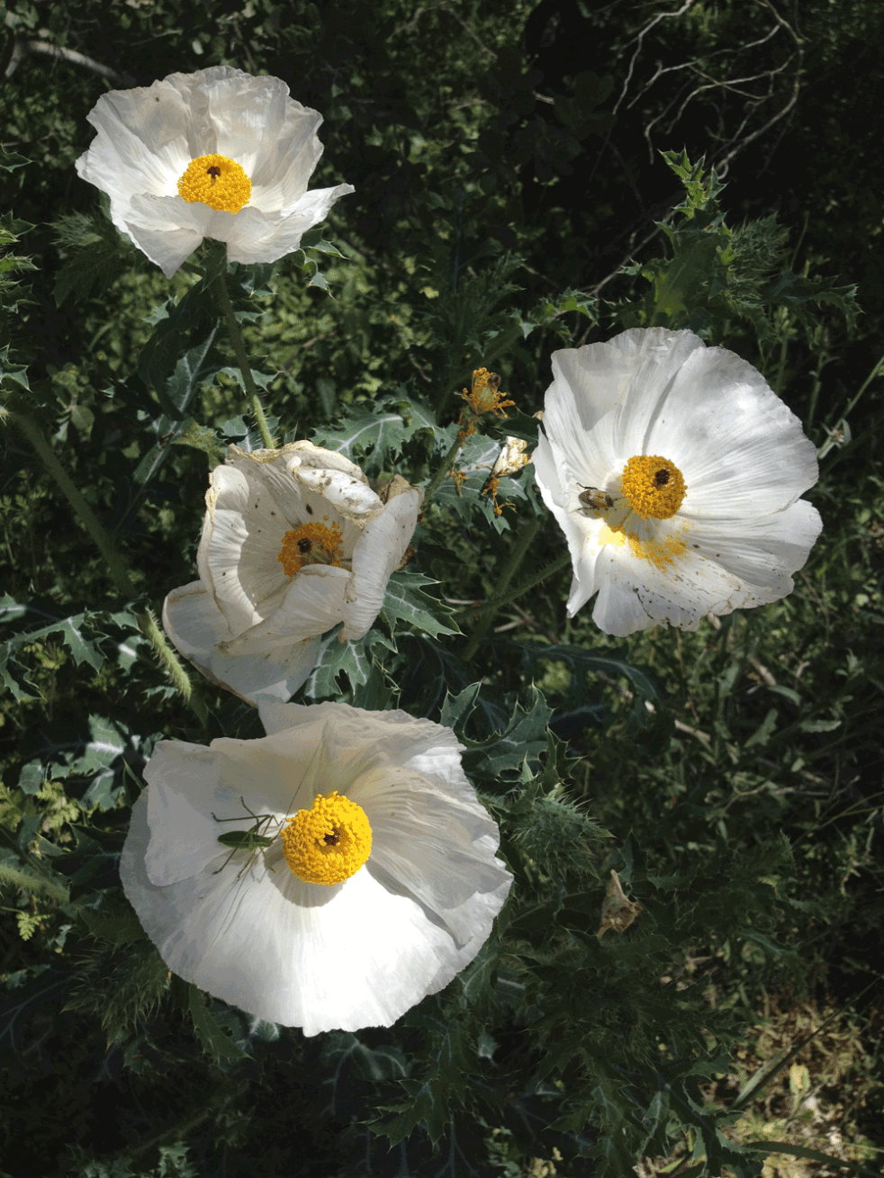 prickly poppies with insects
