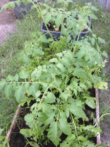 tomato plants