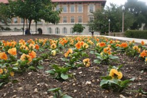 pansies growing in rows