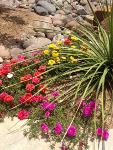 Portulaca and sotol May 2012